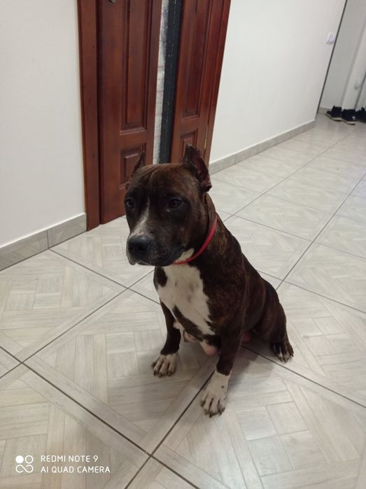 Віддам безкоштовно собаку  Американський стафф