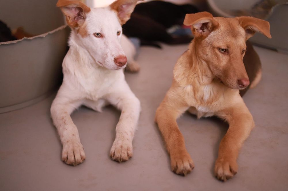 8 miesięczna suczka szuka nowego domu,  do adopcji