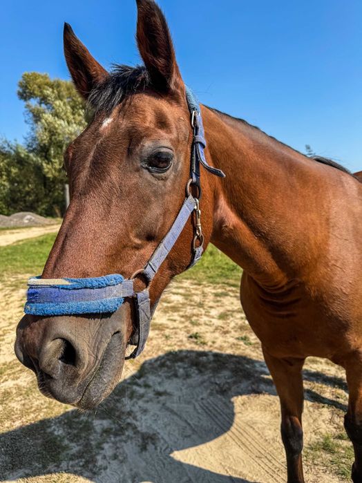 Продаж землі у Седневі  2,15 га поруч з Кротовим озером та р. Снов