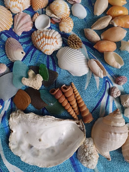 Мушлі ракушки  для рукоділля , хобі
