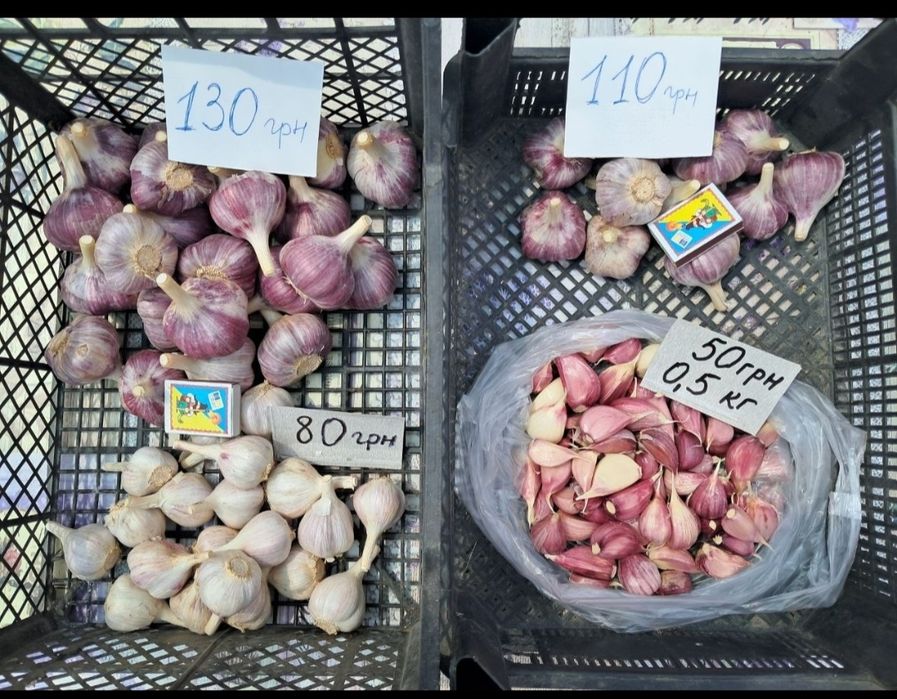 Часник любаша перша репродукція чеснок