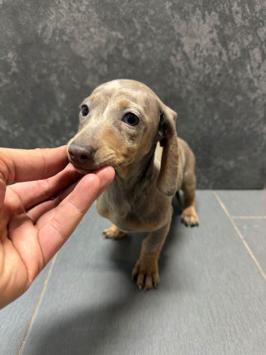 Teckel Femea isabella arlequim miniatura