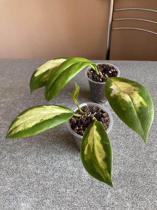 Хойя Крімсон квін/Буртонія/Аустраліс Ліза