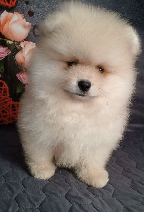 Ваше пухнасте диво