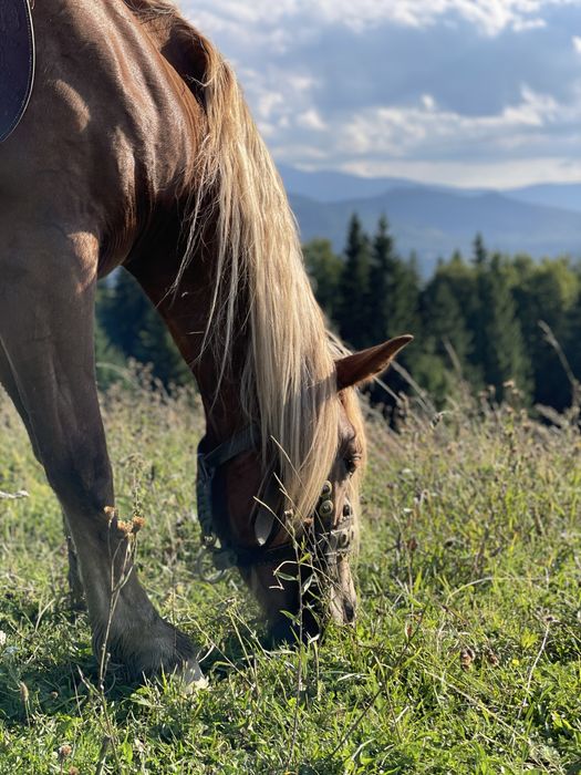 Кінні прогулянки | Ворохта