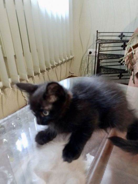 Котята ищут семьи / кошенята шукають родини