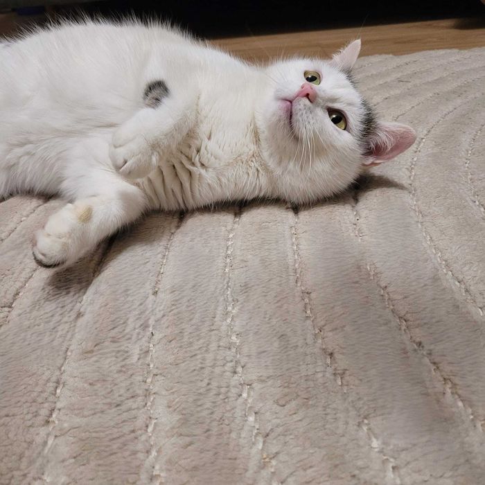 Kotka Jagusia - wdzięczna, łagodna, kanapowiec :)