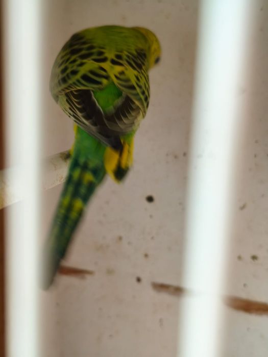 Piriquitos australianos