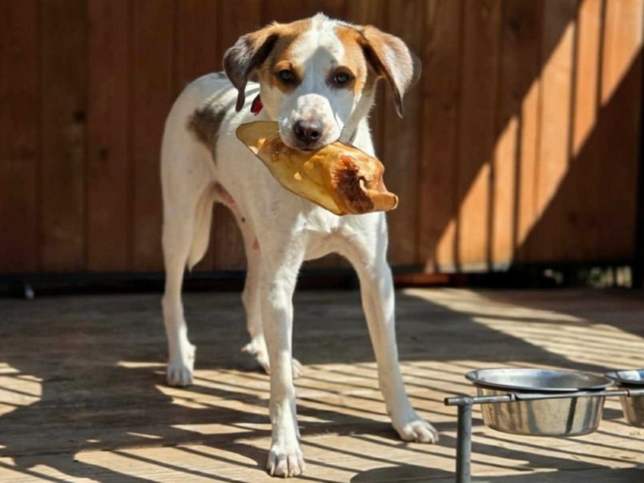 Cudowna Kira czeka na kochający domek. Adoptuj, pokochaj!
