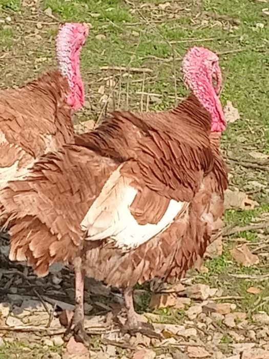 Індичата червоний бурбон