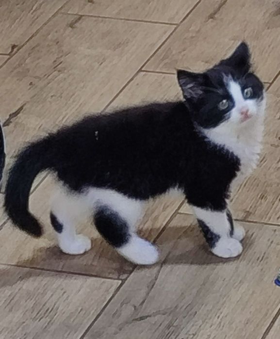 Симпатичні кошенята