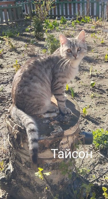 Безкоштовно котик