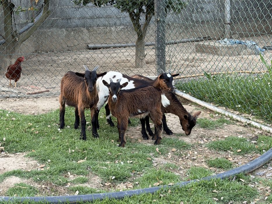 Lote de 5 cabras (vendo separado)