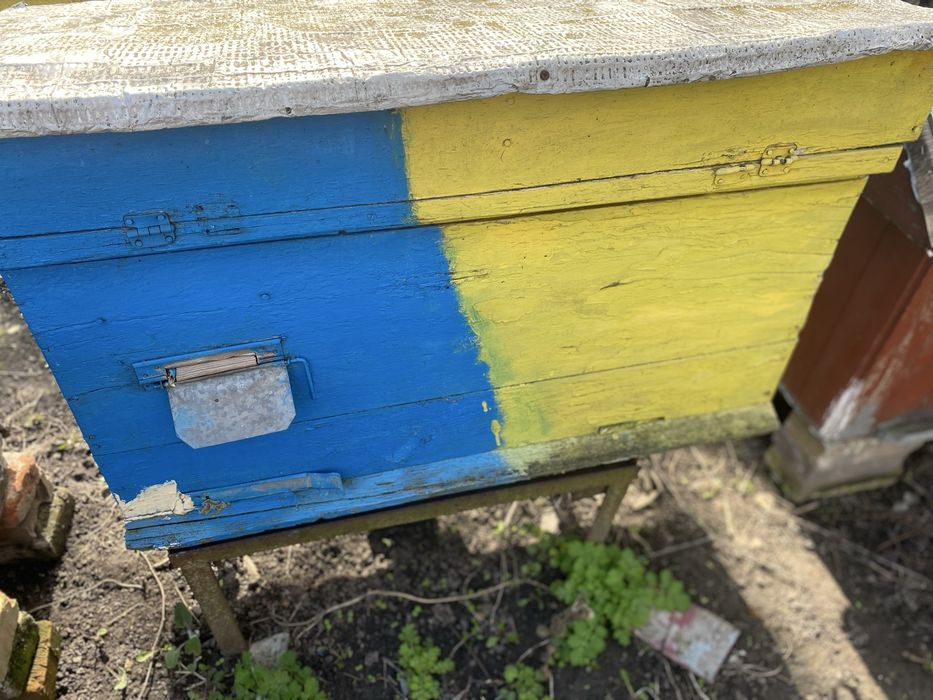 Продам 6 вуликів українка