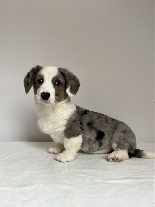 Welsh Corgi Cardigan - sunia blue merle