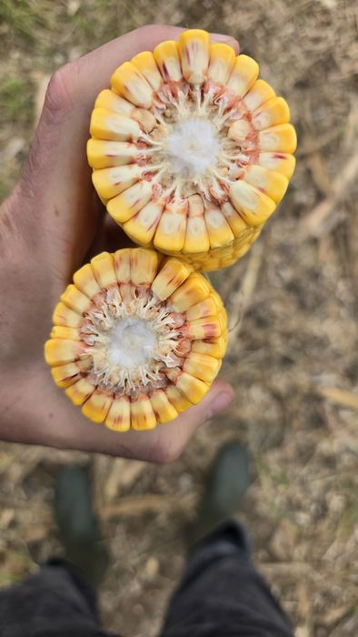 KOZACKA Kukurydza 80 tyś Ziarno