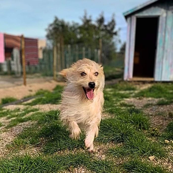 Nina - cadela pequena para adoção