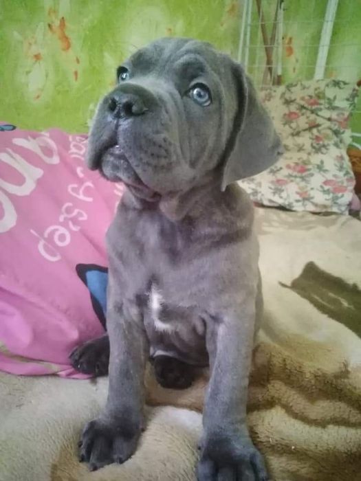 Кане Корсо хлопчик для в'язки