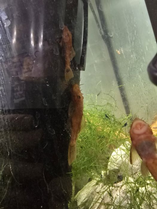 Samiec glonojad zbronik antricus super red