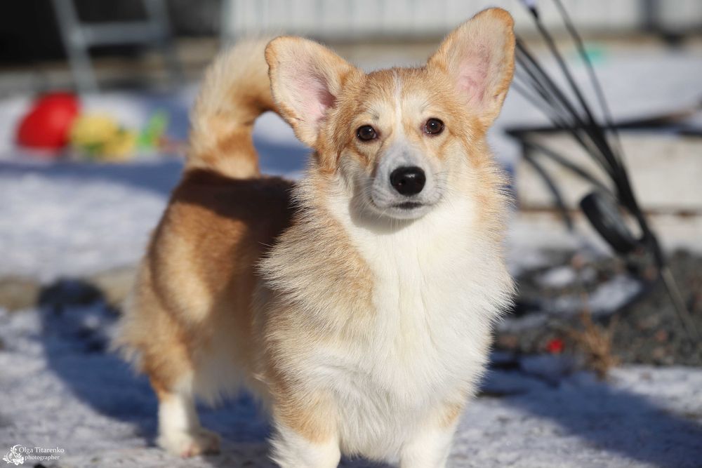 Вельш коргі пемброк , дівчинка 6 міс.
