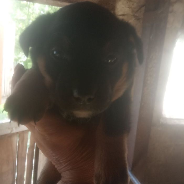 Цуценята досить гарненькі