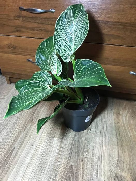 Філодендрон Біркін