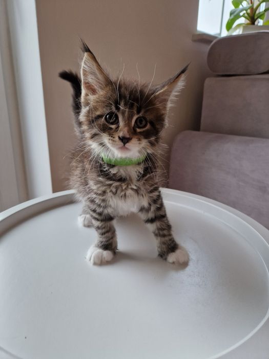Kocurek Maine Coon Figaro