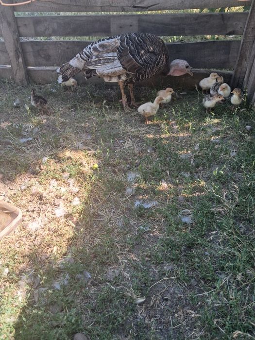 Продам індичат з індичкою