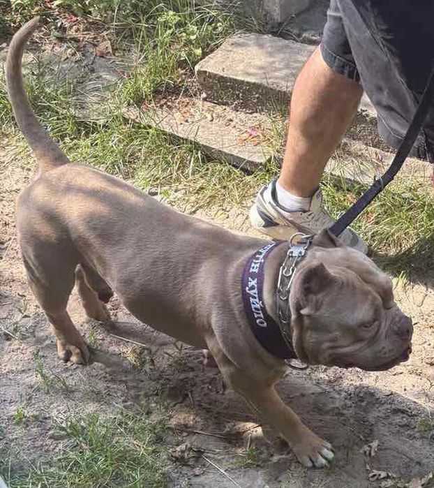 Атлетичний хлопчик Американського Буллі у пошуках нової сімї