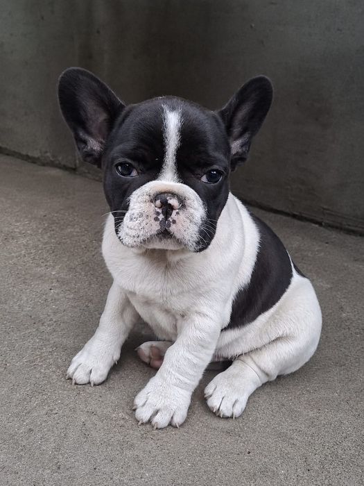 Szczeniak buldog francuski
