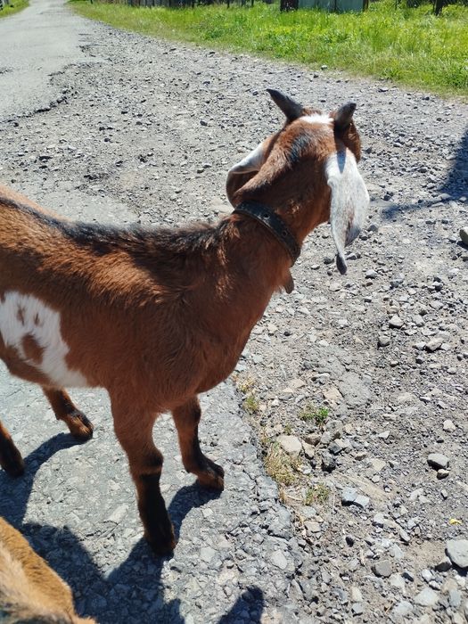 Цапик-нубієць 2000 грн