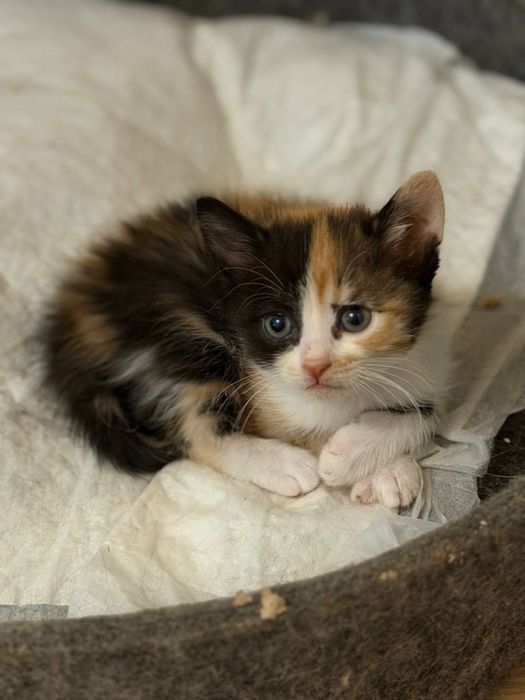 Кошкня дівчинка 2,5 місяці шукає дім