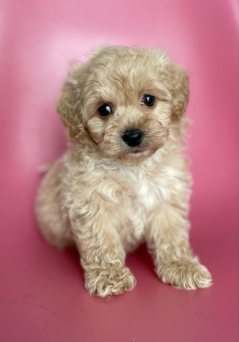 Maltipoo f1•sunia