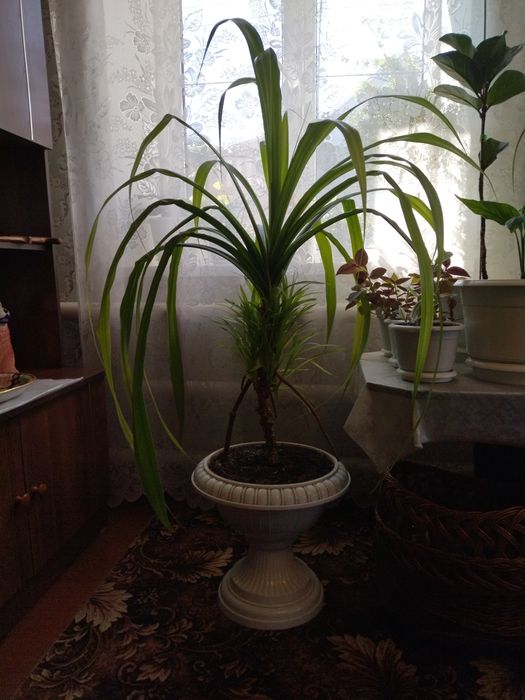 Панданус. Винтовая пальма.