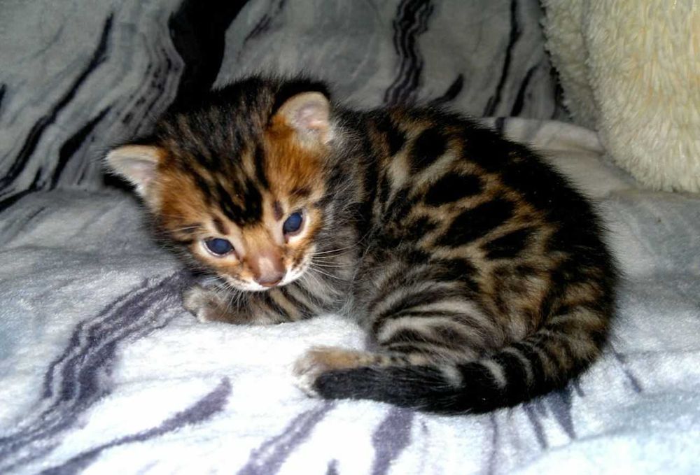 Чудовий бенгальський хлопчик чистої бенгальської крові BENn24