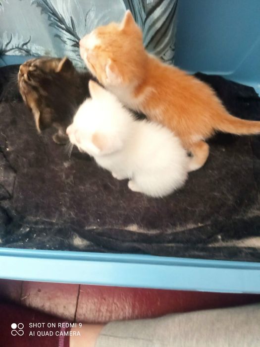 Віддам кошенят безкоштовно