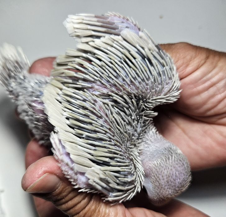 Ringnek machos para acabar de criar a mão