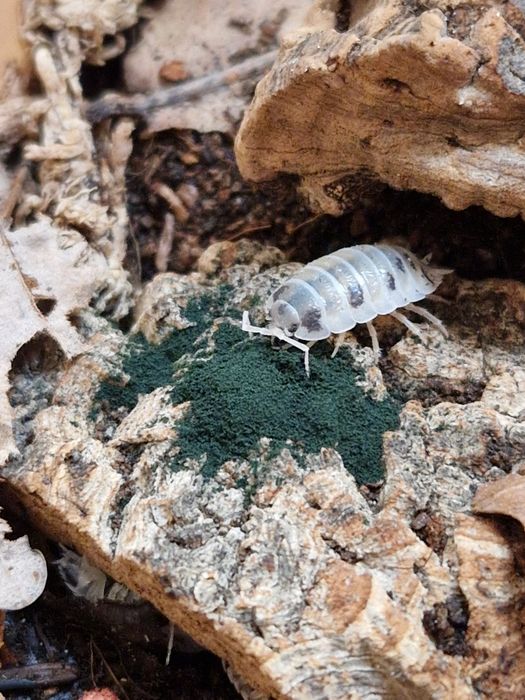 Isopody prosionki Porcellio laevis "dairy cow" krówki