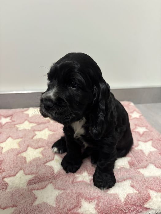 Piesek cocker spaniel