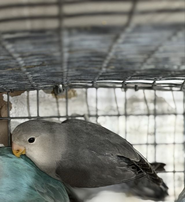 Agapornis Roseicollis machos