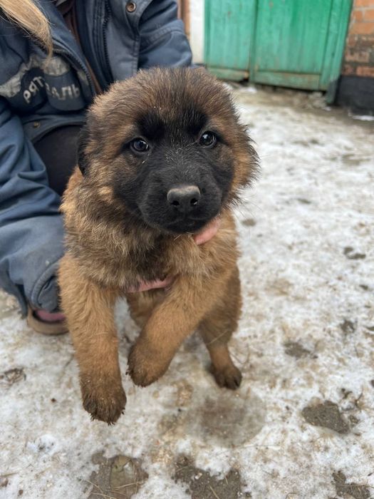 Віддам в добрі руки метиси німецької вівчарки