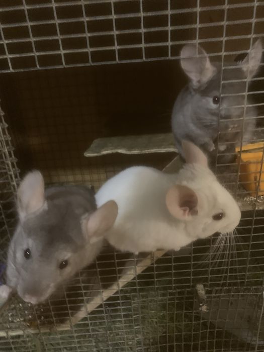 Гризунчики,гризуни.домашні