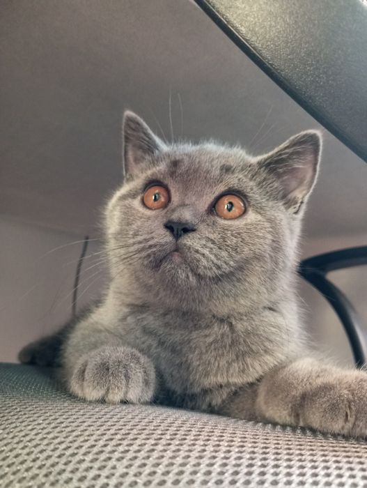 Шотландський прямовухий хлопчик