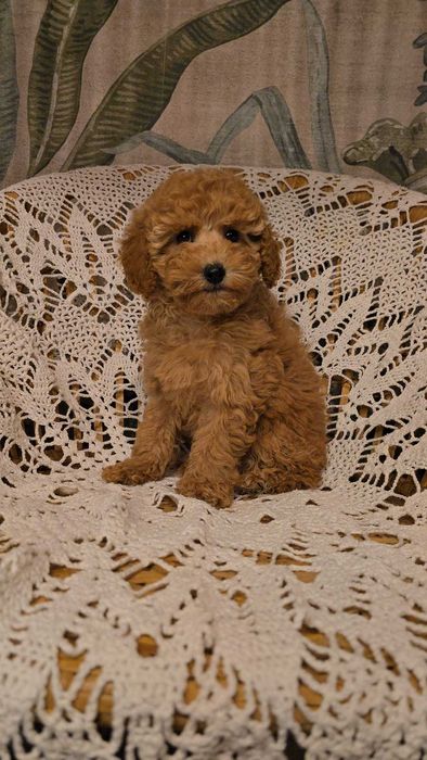 cockapoo/cavapoo dziewczynka Clara