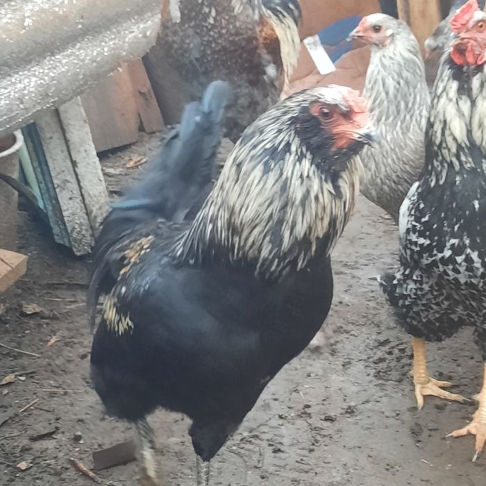 Молоденькі півники