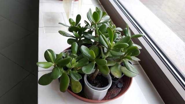 Grubosz, drzewko szczęścia