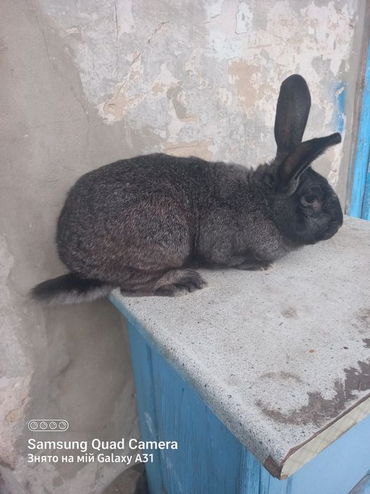 Кролики,кролі,вухаті