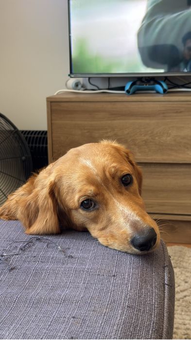 Cão de 7 meses para dar