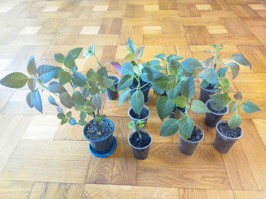 Колеус разных размеров