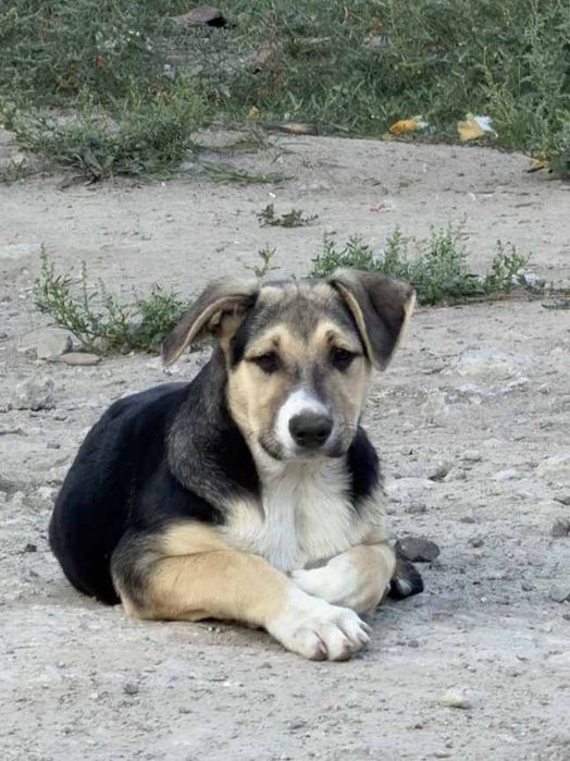Позитивні  малиши 4,5  міс цуценя
